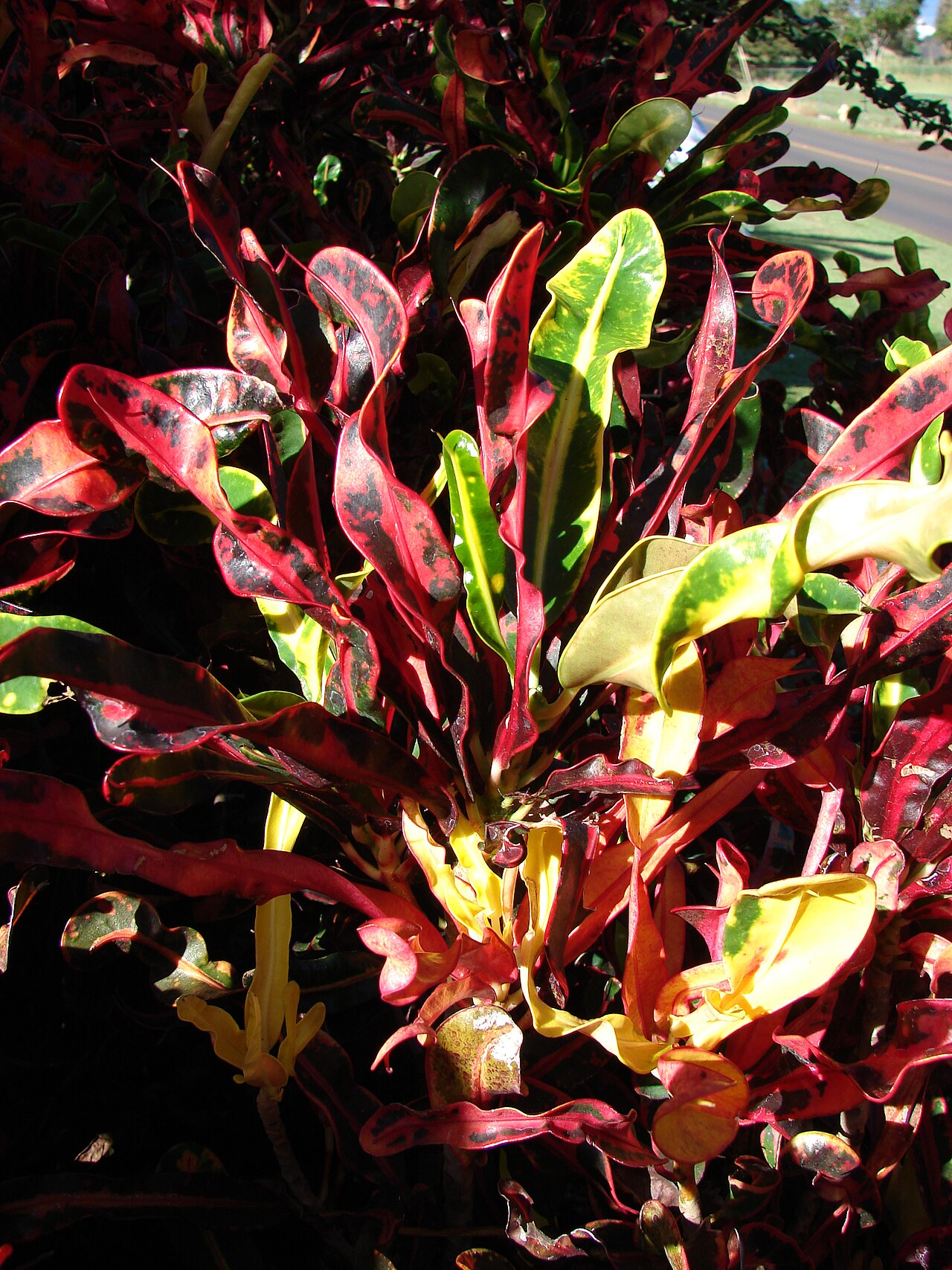 Croton species reference photograph