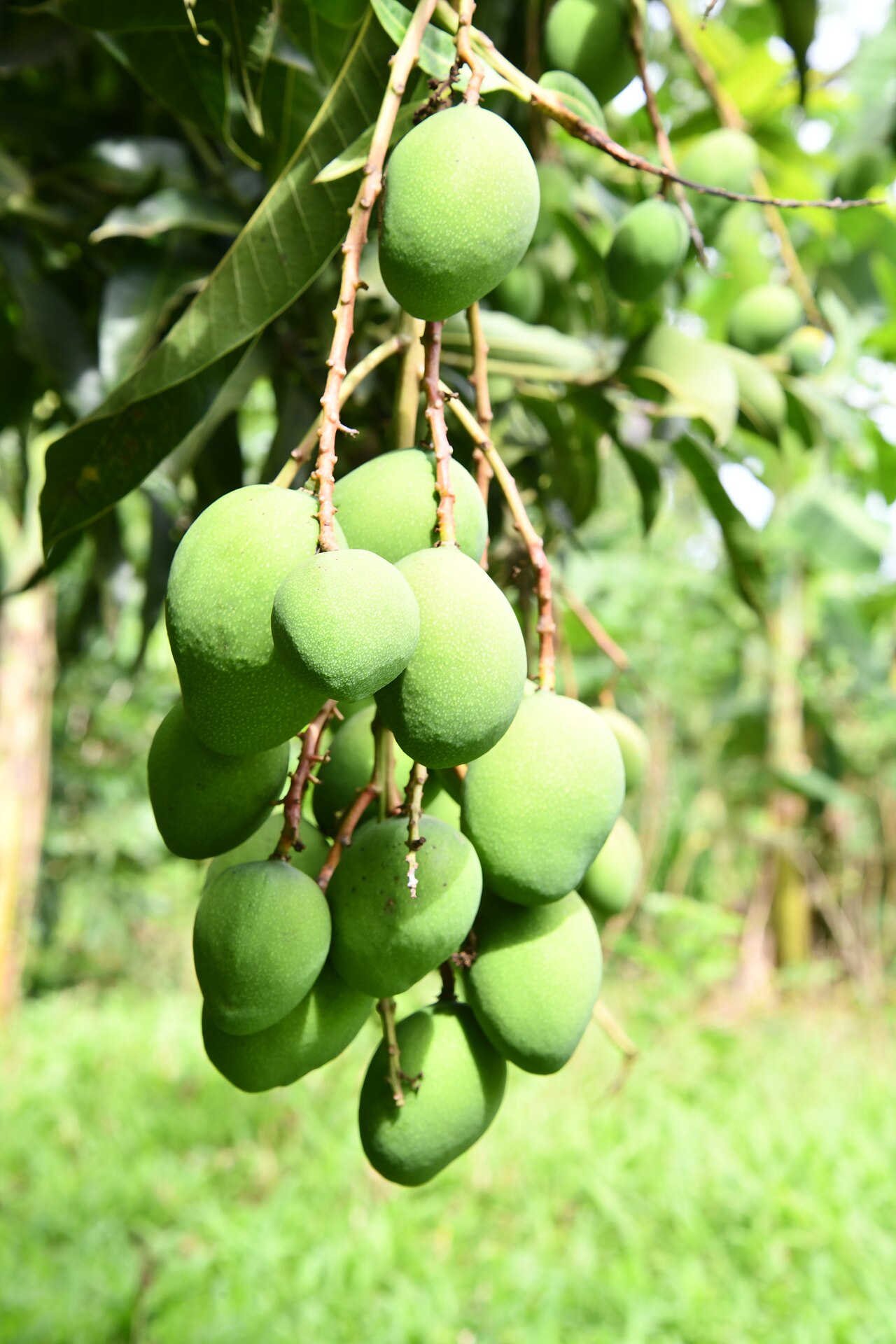 Mango species reference photograph
