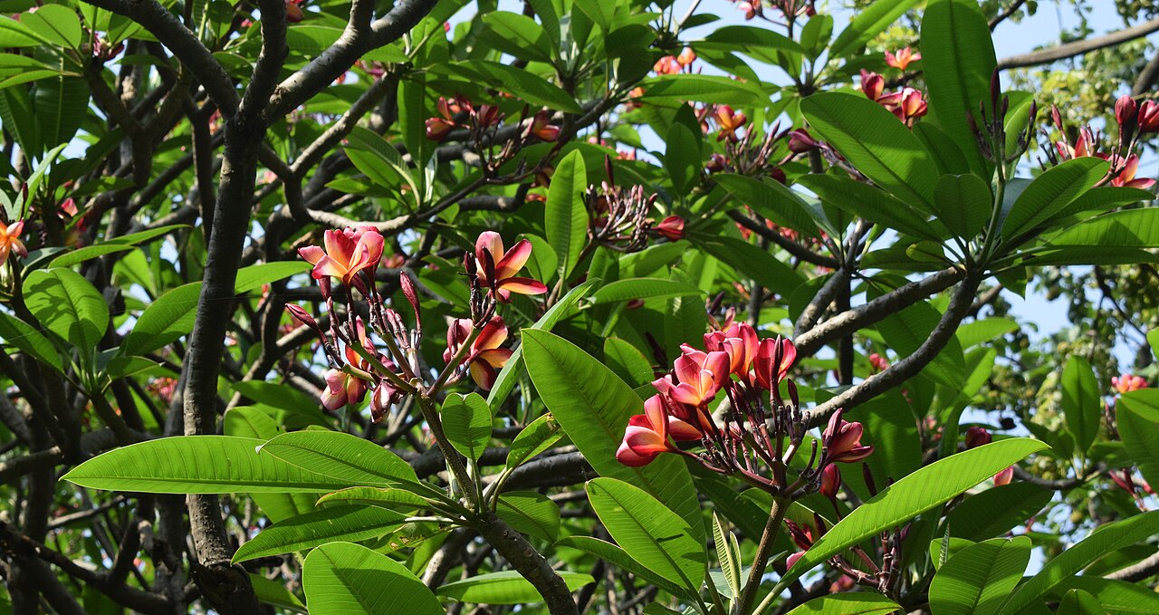 Plumeria species reference photograph