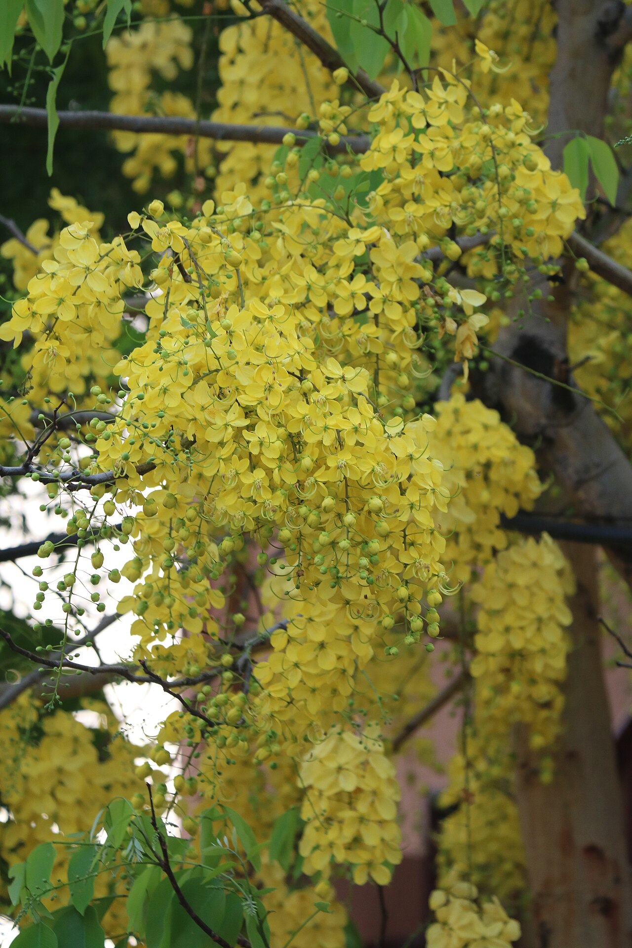 Golden Shower Tree