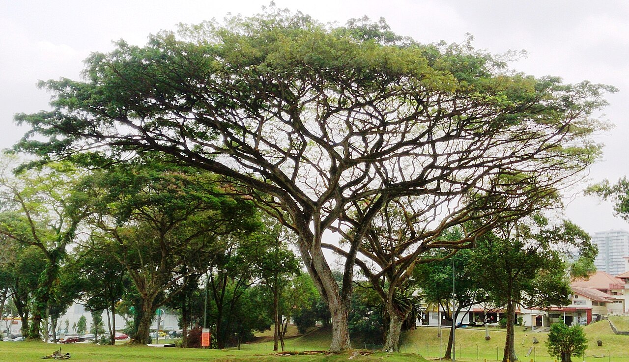 Rain Tree