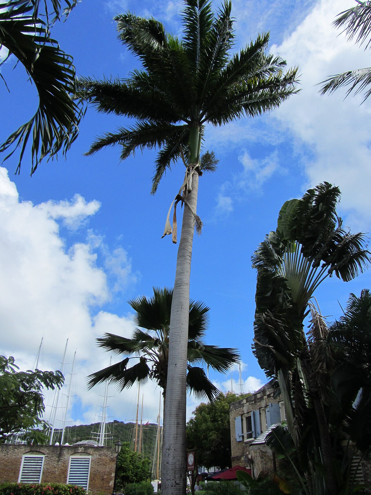 Royal Palm